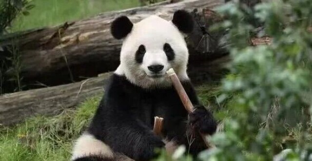 大熊猫是中美两国人民友谊的使者。在白宫欢迎仪式上，当习近平主席宣布大熊猫“平平”、“福双”将同美国人民见面时，特朗普总统笑着点头致意。#媒体原创