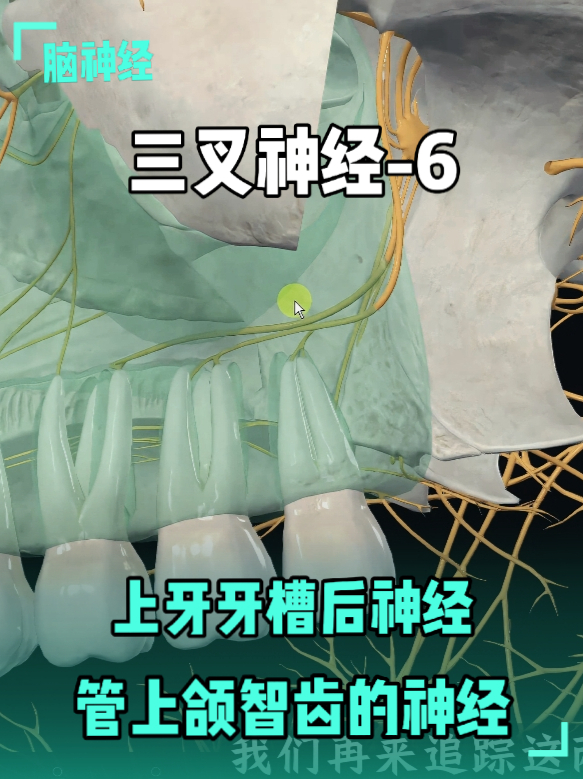 三叉神经-6：上压槽后神经，管上颌智齿的神经 _腾讯新闻