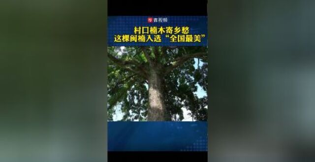 你好，树先生丨村口楠树寄乡愁！湖南“闽楠王”当选“全国最美”_腾讯新闻
