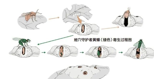 寄生虫能被其他寄生虫寄生吗？_腾讯新闻