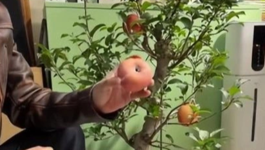 天津男子花200元买盆栽苹果树，回家发现苹果是螺丝拧上去的！当事人：已报警，但路途较远，最终并未去找商家