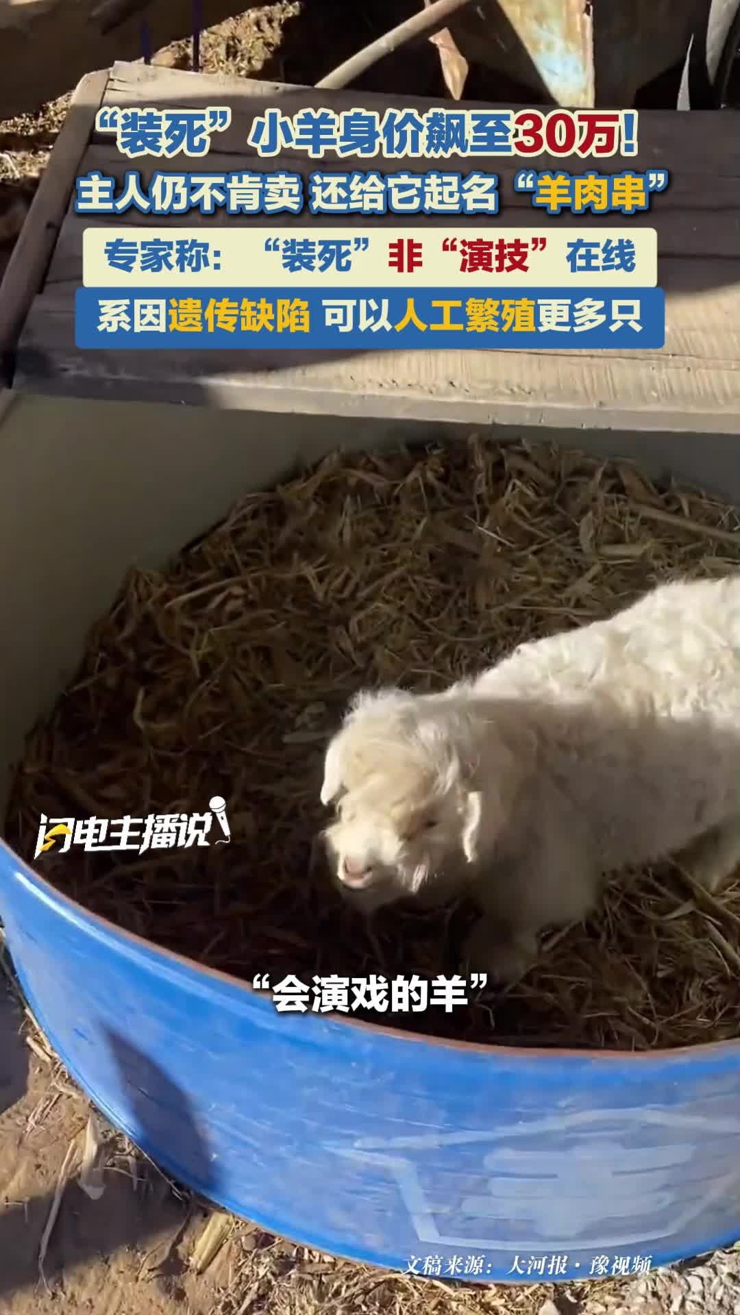 “装死”小羊身价飙至30万！专家称：“装死”非“演技”在线 系因遗传缺陷_腾讯新闻