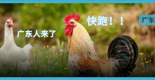 一年吃掉8亿只！没有一只鸡能活着离开广东……_腾讯新闻