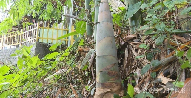 阳江：东水“笋野”上市深受市场青睐_腾讯新闻