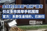金钱豹到县城