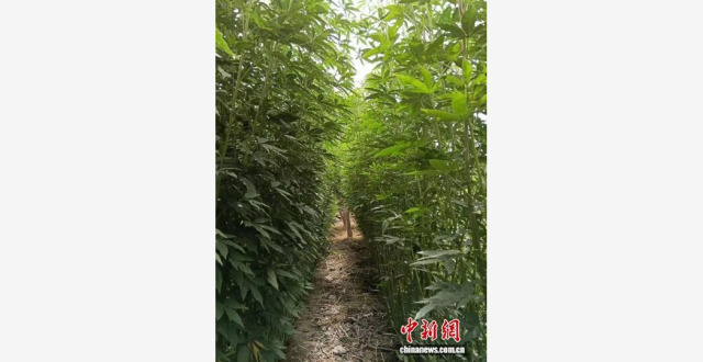 民进会员研发杂交红麻治沙改碱 以科技力量助生态治理_腾讯新闻