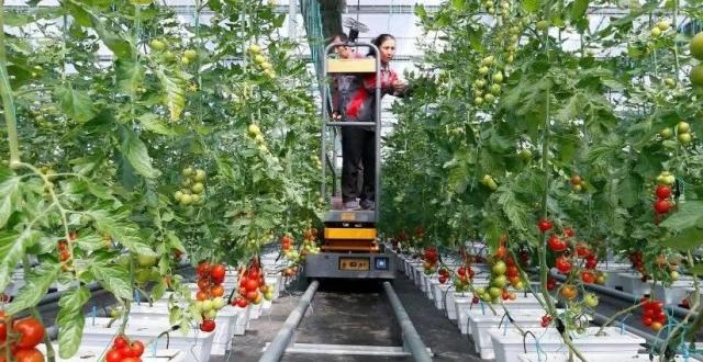 张友军：大力发展设施种植业 保障食物有效多元供给_腾讯新闻