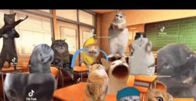 猫meme何以风靡互联网？_腾讯新闻