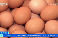 日本高致病性禽流感疫情迅速蔓延 “鸡蛋荒”恐卷土重来_腾讯新闻