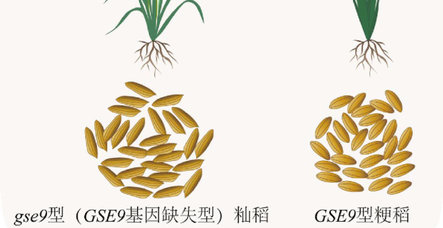 稻粒为啥有“高矮胖瘦”之分_腾讯新闻