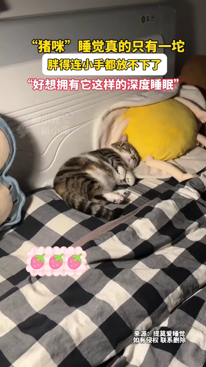 “猪咪”睡觉真的只有一坨，胖得连小手都放不下了_腾讯新闻