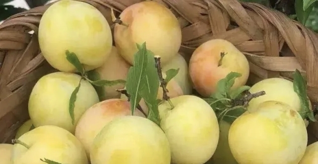 药食同源，苏州“超级水果”要上市了_腾讯新闻