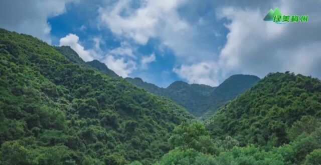 春季造林正当时 今年以来我市已完成林分优化提升约6.88万亩_腾讯新闻