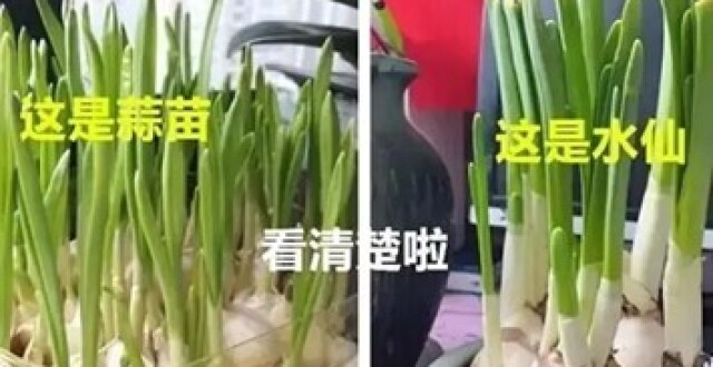 注意了！这种植物会“装蒜”且有毒！_腾讯新闻