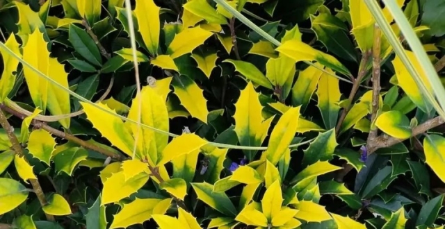 盘点那些被读错的植物 柽柳与柊树：名字太怪，认半边注定被读错_腾讯新闻