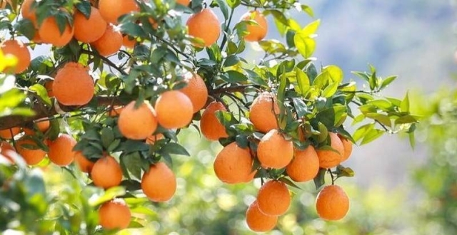 汉源：2.4万亩黄果柑陆续上市_腾讯新闻