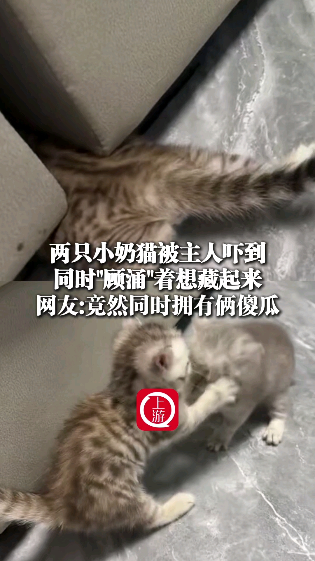 两只小奶猫被吓到同时“顾涌”着想藏起来，网友：竟然同时拥有俩傻瓜_腾讯新闻