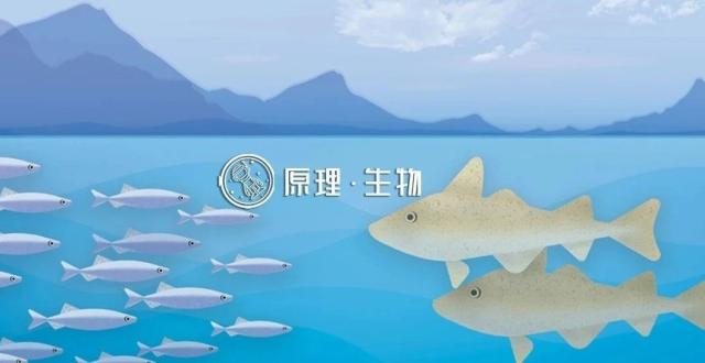 观察到有史以来最大的捕食事件_腾讯新闻