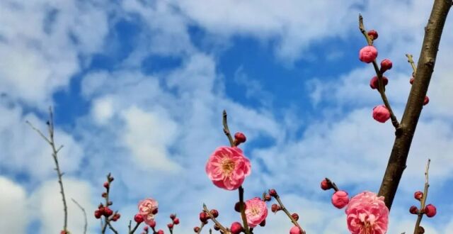 恰是寻梅好时节，邀你来上海之鱼寻梅探梅赏梅_腾讯新闻