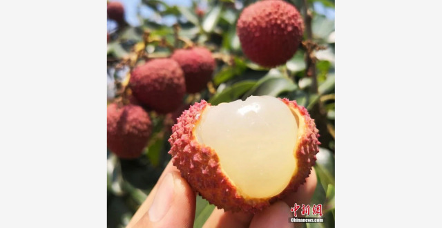 火山岩上长出的荔枝，成了“顶流”_腾讯新闻