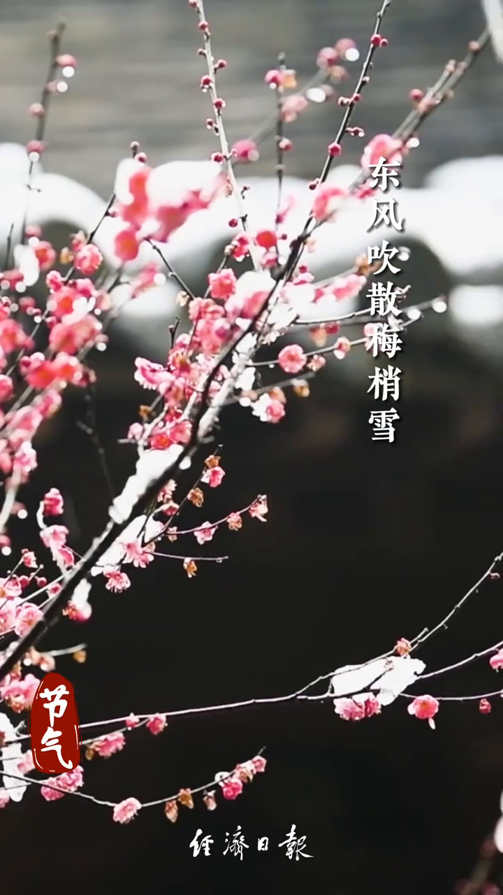 今日立春 | 东风吹散梅梢雪 一夜挽回天下春_腾讯新闻