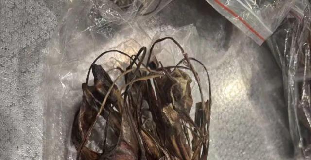深圳宝安机场海关在一旅客托运行李中查获风干狗鞭15.5公斤，已作退运处理_腾讯新闻