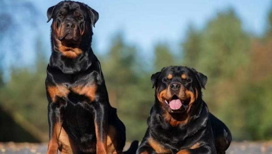 中国最大罗威纳犬舍遭网暴,董事长:卖了十多年没一只咬人,咬你赔1000
