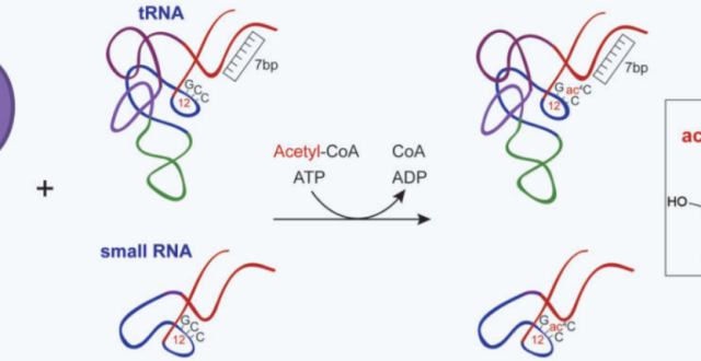 Nucleic Acids Res | 破解60年难题！周小龙团队实现RNA定点高效乙酰化修饰_腾讯新闻