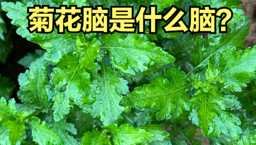 南京传统野菜"七头一脑"中的菊花脑有多美味?菊花脑是什么脑?