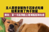 7月24日（发布），江苏，主人原想录制狗子沉浸式吃播，结果录到了狗子放屁，网友：第一次在狗脸上看到尴尬和心虚。原作者：_腾讯新闻