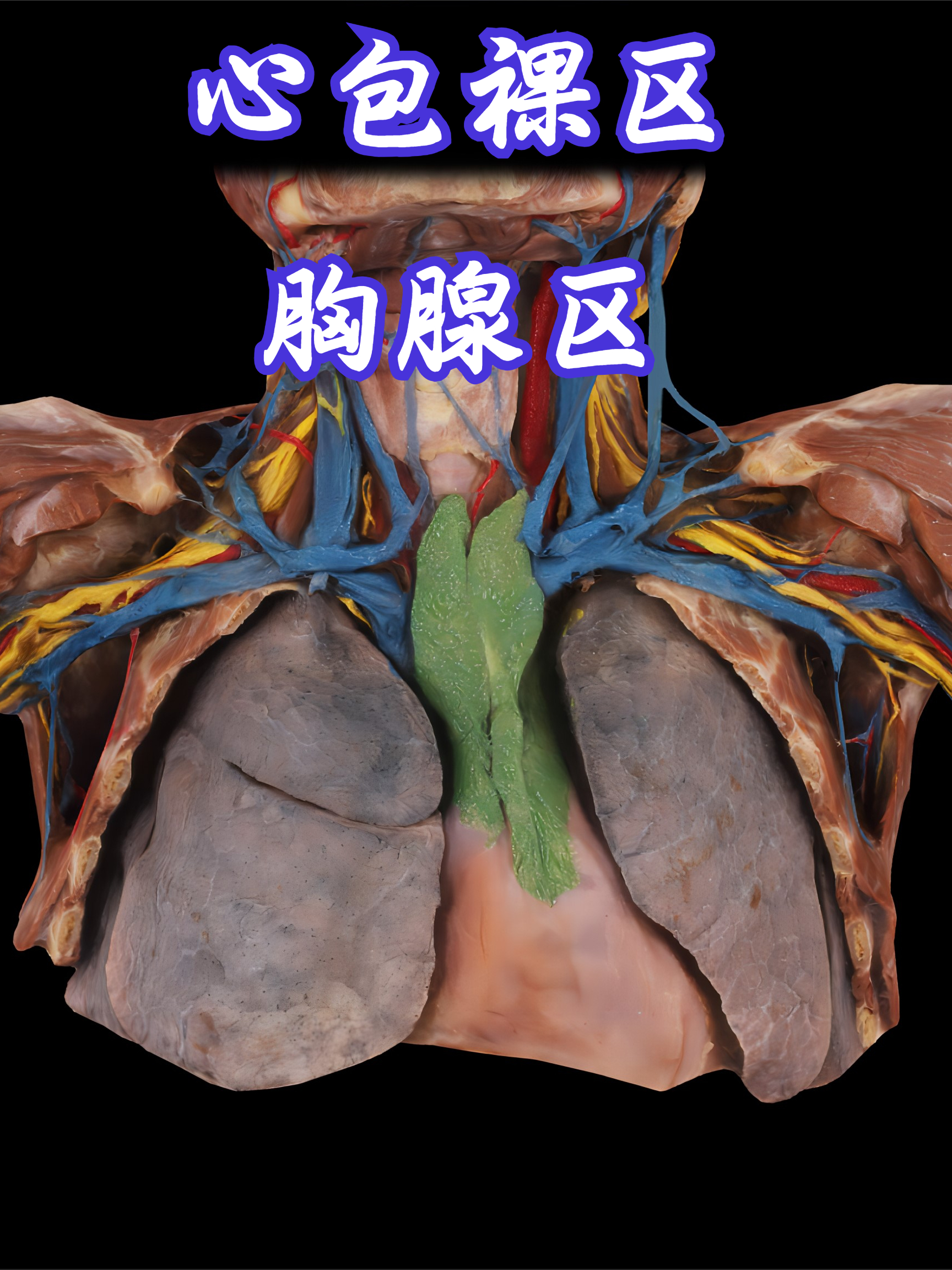 心包裸区和胸腺区