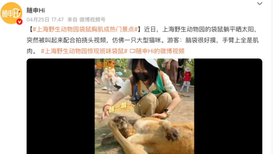 上海动物园袋鼠被摸爆火引争议，网友呼吁停止，曾有游客受伤！