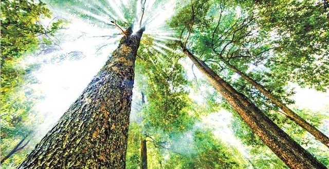 全国首笔楠木资产票据质押贷款在渝落地_腾讯新闻