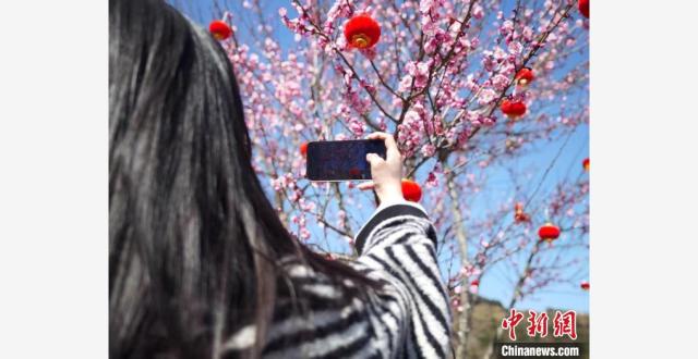 浙江瑞安梅花竞放迎春 “梅”好时光引客来_腾讯新闻