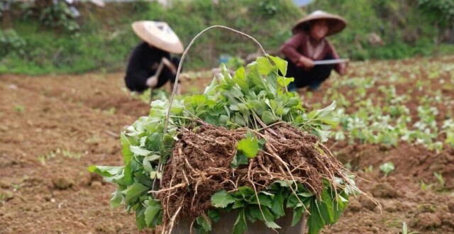 百亩新“药”田！花垣镇梭落湖社区返乡能人再拓增收路_腾讯新闻