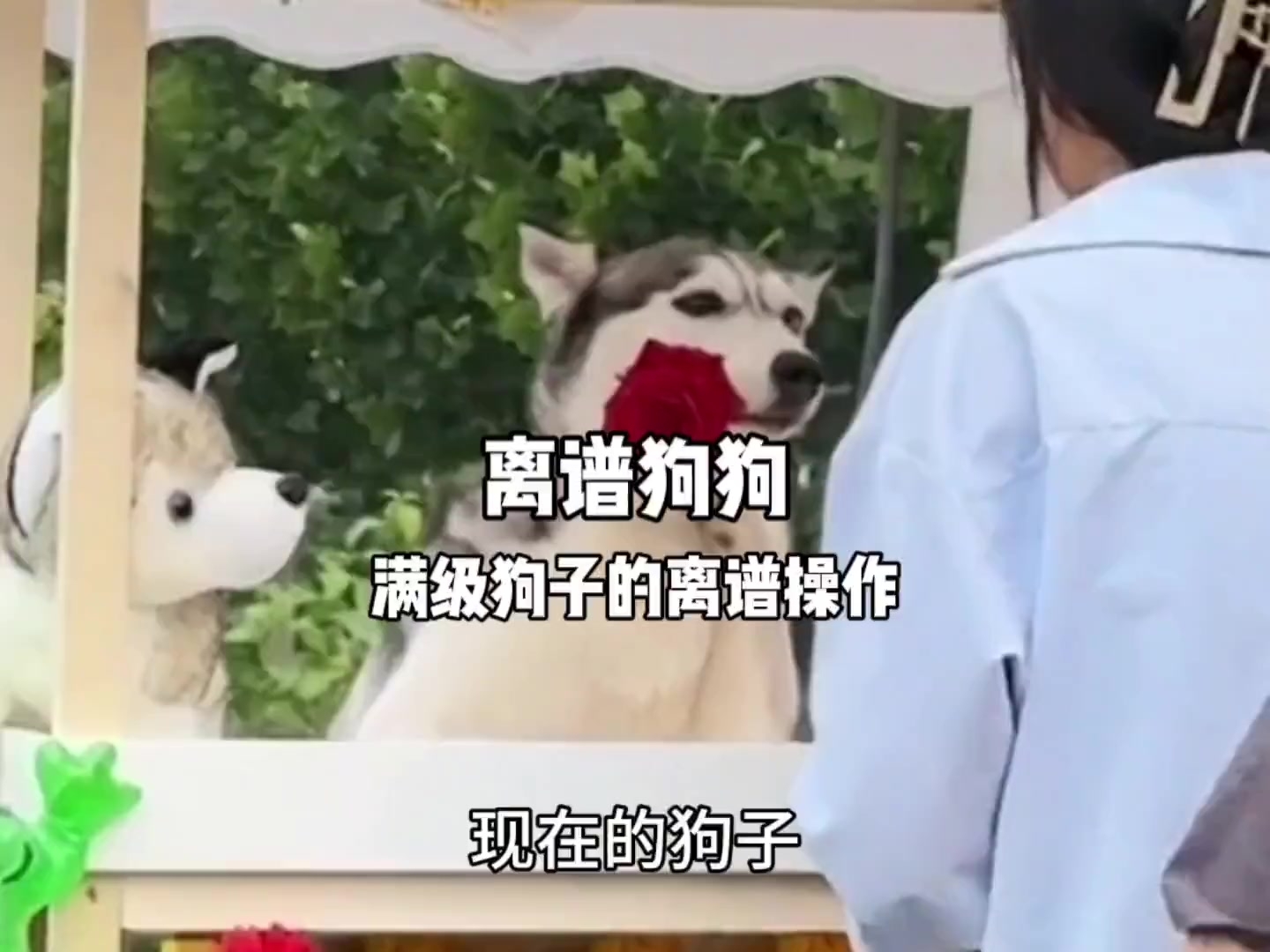 狗子的离谱操作到底有多离谱_腾讯新闻