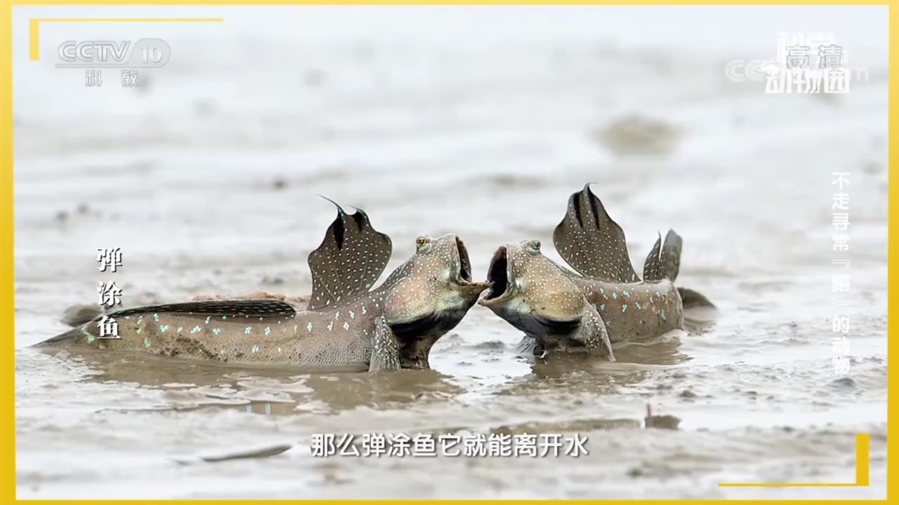 虾虎鱼和弹涂鱼关系很近的亲戚，弹涂鱼为什么可以在陆地上呼吸，听听讲解…