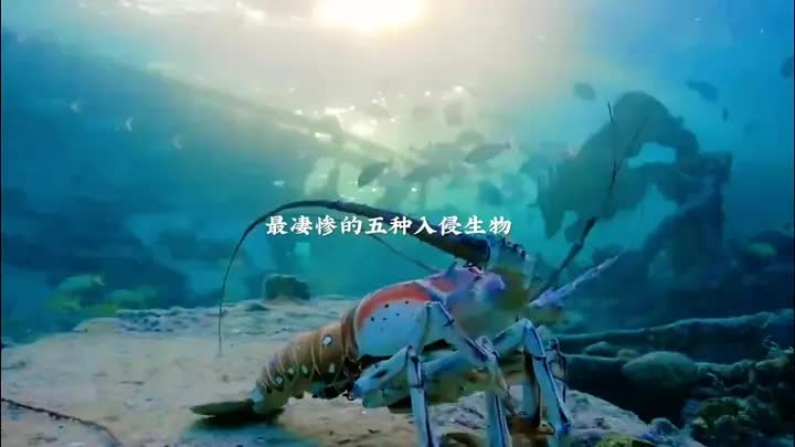 最凄惨的五种入侵生物_腾讯新闻