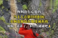 狗狗也是有心愿的！主人在敬拜的时候，小狗也匍匐在地虔诚祈祷_腾讯新闻