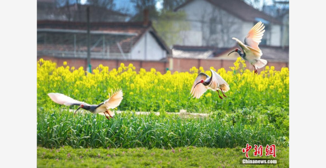 朱鹮与油菜花“同框” 秦巴腹地春色迷人_腾讯新闻