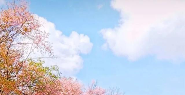 美到窒息！缅甸景栋樱花节即将开幕，好多漂亮小姐姐约着来拍照_腾讯新闻
