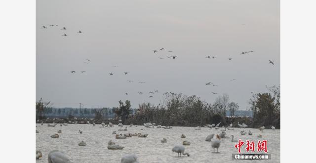 江西南昌鄱阳湖畔：候鸟翔集 安然越冬_腾讯新闻