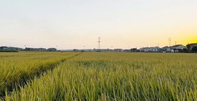 常德市发布2025年收购中晚籼稻质量调查分析报告_腾讯新闻