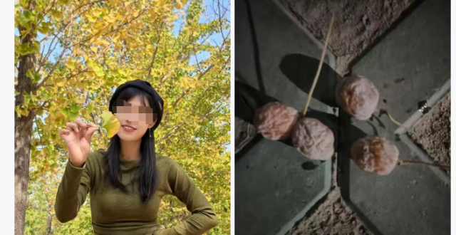 别吃，银杏果有毒！近期济南大量出现，很多人去捡……_腾讯新闻