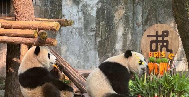 “一带一路”国际技能大赛将至 熊猫“渝可”“渝爱”成“迎宾大使”_腾讯新闻