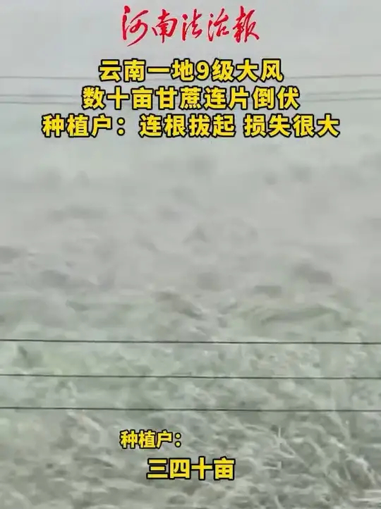 云南一地9级大风，数十亩甘蔗连片倒伏，种植户：连根拔起，损失很大_腾讯新闻