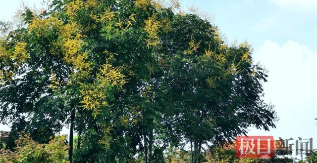 栾树花开，再现“黄金雨”_腾讯新闻