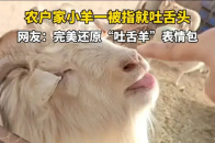 农户家小羊一被指就吐舌头，网友：完美还原“吐舌羊”表情包_腾讯新闻