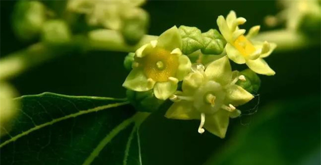 早夏枣花美诗六首：枣花绿遍沈香驿，一帘微雨枣花香_腾讯新闻