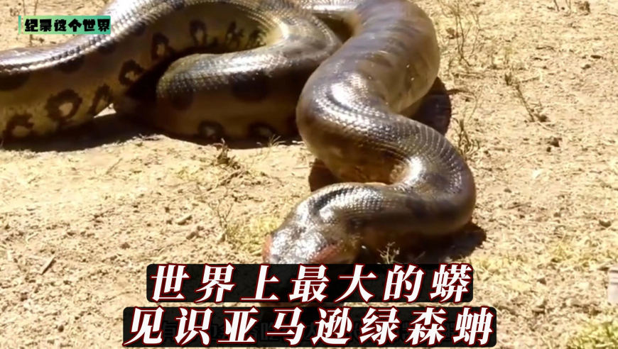 我们一起见识一下亚马逊绿森蚺